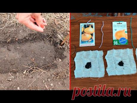 УЖЕ ПОРА!!! УСПЕЙТЕ ПОСЕЯТЬ ЛУК! ЛУК НА ГОЛОВКУ, НА ЗЕЛЕНЬ ИЗ ЧЕРНУШКИ