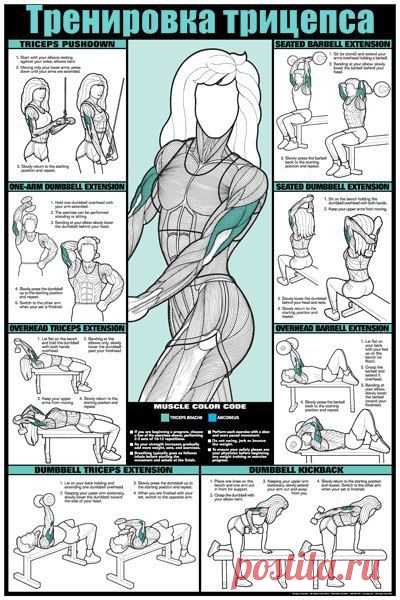 ТРИЦЕПС: ТРИ СХЕМЫ ТРЕНИНГА / Спорт Сильных!