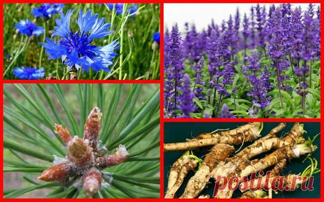 ВедаМост: Природные антисептики