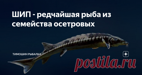 ШИП - редчайшая рыба из семейства осетровых Доброго времени суток подписчики канала и читатели. Осетровые, достаточно щепетильная тема, динозавры среди нас. Темой на сегодня станет рыба из семейства осетровых - ШИП. Рыба встречается не часто и поймать её настоящая удача, сюда же можно отнести таких рыб как Калуга, Севрюга, Белуга ну и ещё парочку, кстати про них у меня будет отдельная тема.
Фото взято из интернета. ШИП.
Приступим. Шип