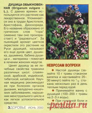 Душица обыкновенная