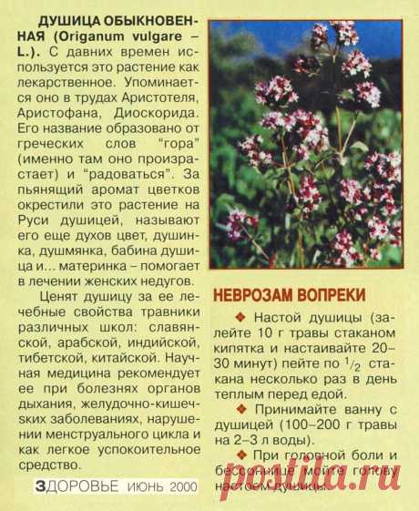Душица обыкновенная