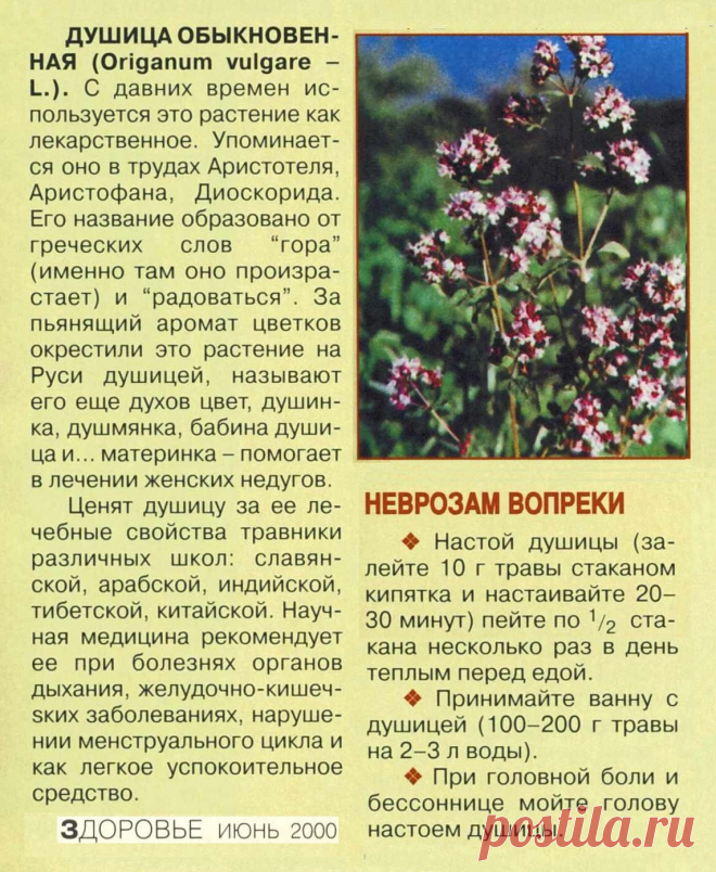 Душица обыкновенная
