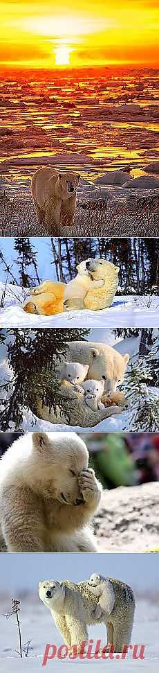 Валентина Гатицкая: MICHKI BELUE | Постила.ru