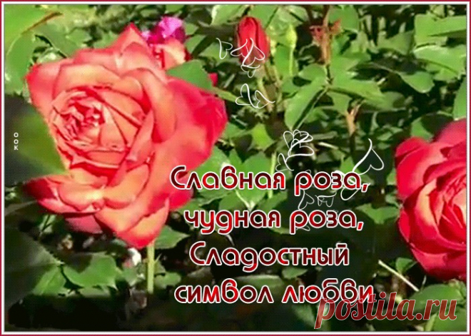 Видео открытка с розами