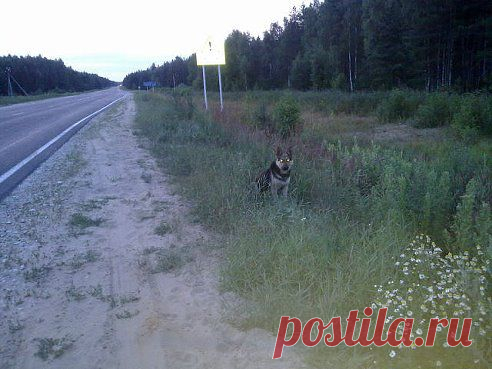 Всем!!!!!!!Вы слышите???Всем поделится!!!!
Питер. Территория защиты.
ВСЕМ-ВСЕМ-ВСЕМ!!!!!  ПЕРЕПОСТ-  ПРИВЕТСТВУЕТСЯ!!!   Вот эта собака ,которая сидит на Гусевской объездной ,вторую неделю ждёт своего хозяина. Давайте размножим этот статус,поможем собаке найти хозяина.