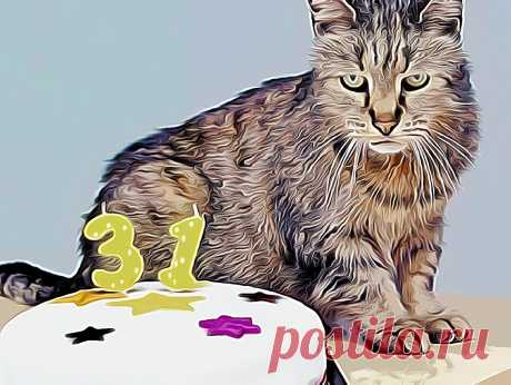 3 фактора, которые сокращают жизнь домашней кошке | Кошка.ru | Дзен