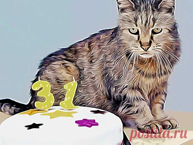 3 фактора, которые сокращают жизнь домашней кошке | Кошка.ru | Дзен