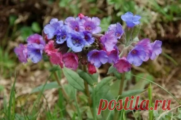 Лечебные травы для лечения заболеваний щитовидной железы.