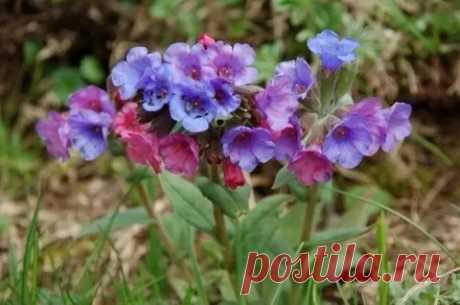 Лечебные травы для лечения заболеваний щитовидной железы.