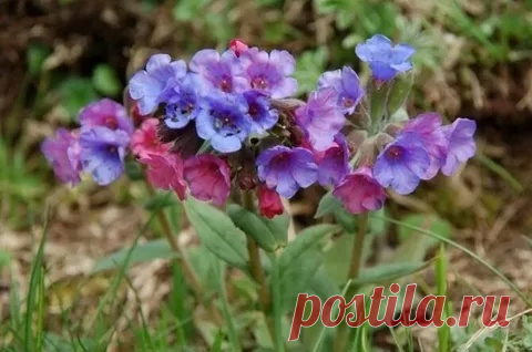 Лечебные травы для лечения заболеваний щитовидной железы.