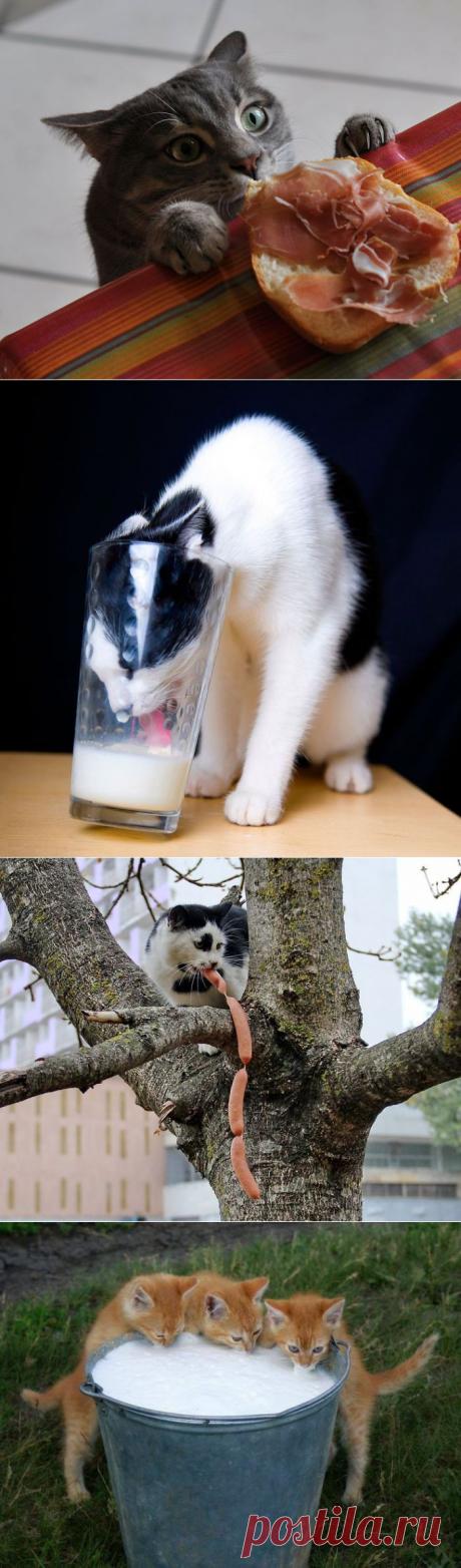 Кошки-воришки, которые были пойманы на горячем | Дай лапку