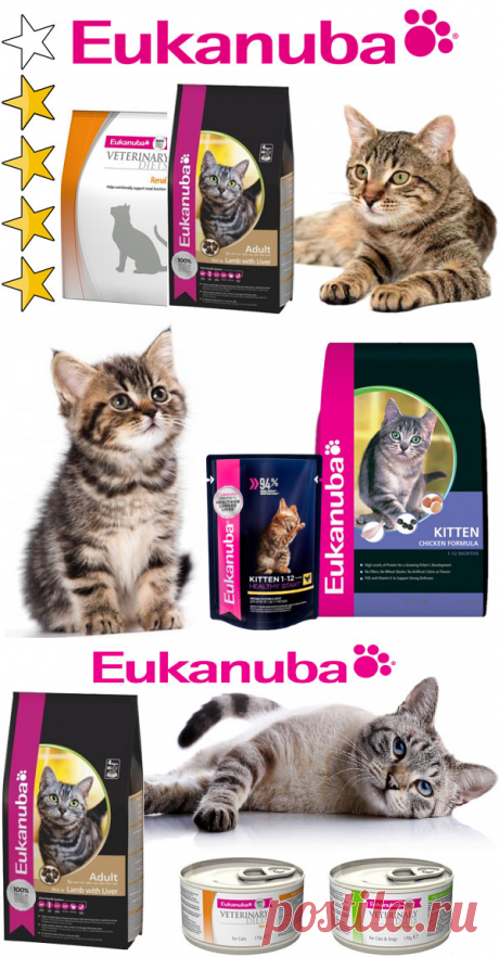 Корм для кошек Eukanuba (Эукануба): виды, состав, отзывы
