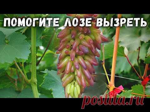 Помогите лозе вызреть!