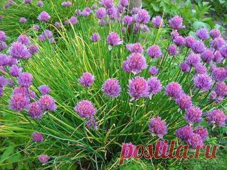 Декоративный лук на Вашей клумбе— больше, чем полезная зелень