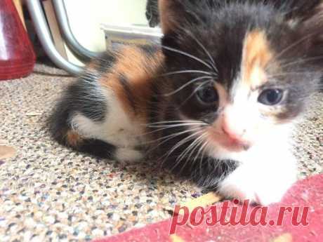 Дед тайно ухаживал за бездомными котятами, хотя бабка ему запретила 

Этому милому старичку уже 85 лет, но он далеко не божий одуванчик. Наоборот, хитрая бестия - ведь он, несмотря на запрет жены, приютил в своем сарае целый выводок котят!
Началось с того, что Джимми …