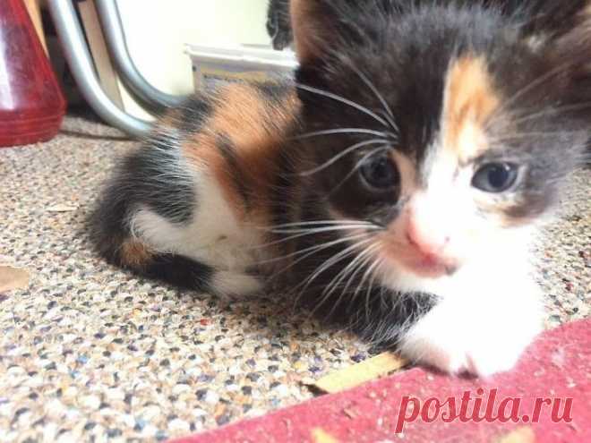 Дед тайно ухаживал за бездомными котятами, хотя бабка ему запретила 

Этому милому старичку уже 85 лет, но он далеко не божий одуванчик. Наоборот, хитрая бестия - ведь он, несмотря на запрет жены, приютил в своем сарае целый выводок котят!
Началось с того, что Джимми …