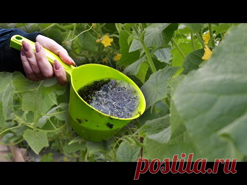 ОГУРЦЫ НИКОГДА НЕ БОЛЕЮТ, 45 ЛЕТ ПРИМЕНЯЮ ТОЛЬКО ЭТО! ДЕЛЮСЬ С ВАМИ СЕКРЕТОМ, ОГУРЦЫ КАК С КАРТИНКИ!