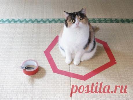 Ловушка для кота