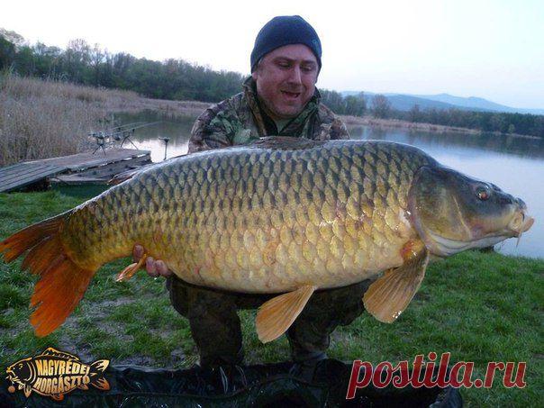 Советы бывалого карпятника / Богатая добыча