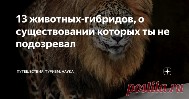 13 животных-гибридов, о существовании которых ты не подозревал После этой статьи обращаться ко вторым половинкам можно будет с более оригинальными названиями животных, нежели «киса» и «зайка».
Зеброид
Животное, получившееся с помощью генетического скрещивания зебры и осла. Выводить вид начали во время англо-бурской войны. Из четырех существующих зеброидов один живет в России. И как бы мило они не выглядели, это агрессивные животные.
Лигр
