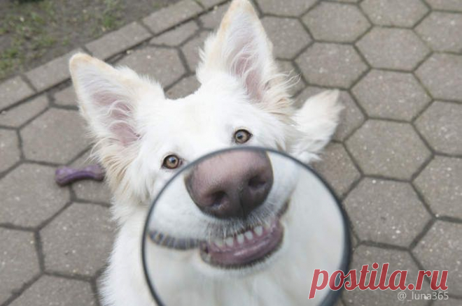 "Дети, чистите зубы по утрам и вечерам и они станут такими же хорошими как у этого пса" / Прикольные и интересные фото 10