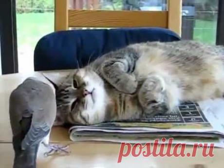 Будильник для кота - YouTube