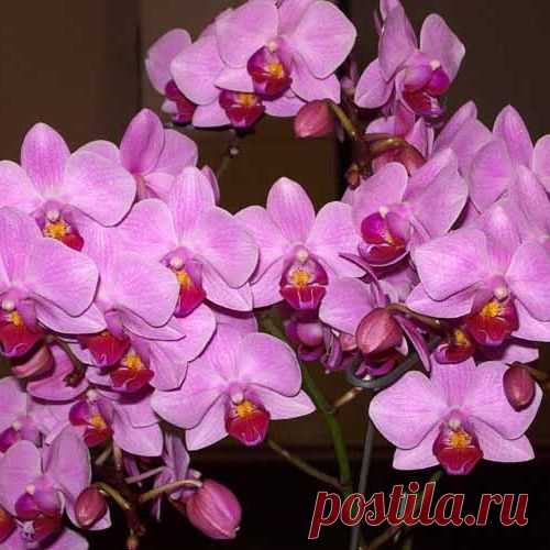 Нужно ли обрезать отцветшую орхидею?