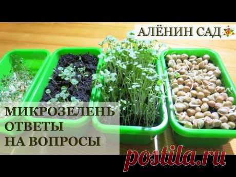 МИКРОЗЕЛЕНЬ Ответы на вопросы! / Отличие от проростков / Questions about microgreens