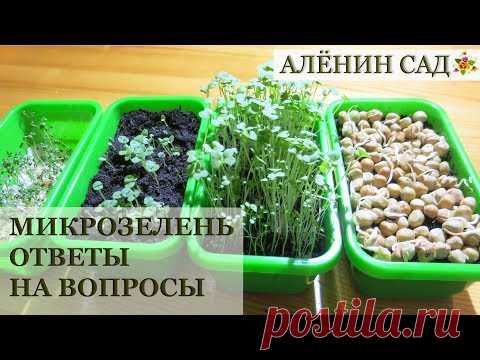 МИКРОЗЕЛЕНЬ Ответы на вопросы! / Отличие от проростков / Questions about microgreens
