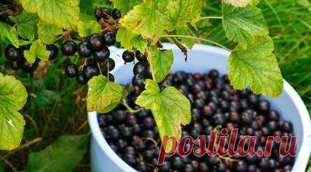 ПРАВИЛЬНЫЙ УХОД ЗА СМОРОДИНОЙ Я не понимаю, почему у некоторых садоводов смородина дает скудные урожаи. У меня, например, даже старые «неплодовитые» сорта отдают по максимуму. А все потому, что ухаживаю я за ней как за ребенком малым. Вот, к примеру, ситуация — посадили вы весной молодые, сортовые, здоровые саженцы. Следующим летом на них уже зреет первый урожай. И ягоды на них — загляденье — крупные, сладкие, ароматные. Но вот беда: тля и гусеницы оккупировали молодые растения.