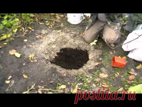 Посадка голубики - YouTube