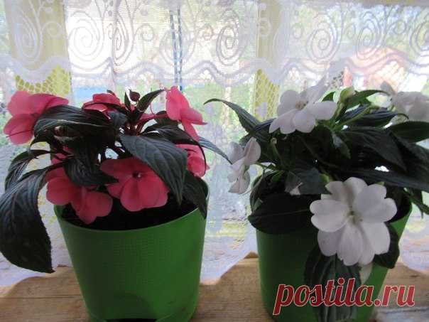 БАЛЬЗАМИН на моём окошке ♥ автор фото #Нина_Носова