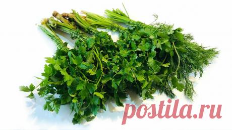 Как сохранить Зелень в свежем состоянии до 2-х месяцев без заморозки и сушки. Она будет, как только что с грядки | Грузинская Кухня от Софии | Яндекс Дзен