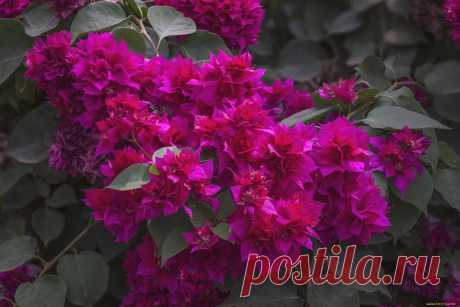 бугенвиллея