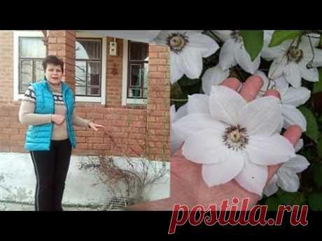 Как обрезать клематисы. Группы обрезки клематисов.