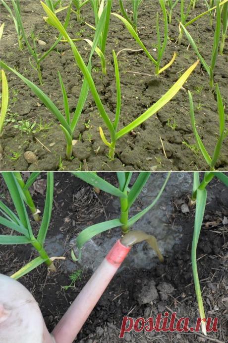 Чеснок желтеет: чем полить? Секреты эффективного ухода - Женский журнал LadySpecial.ru : специально для женщин