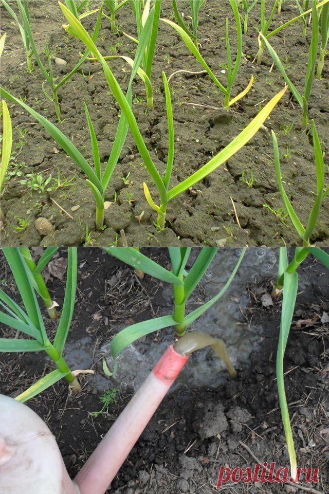 Чеснок желтеет: чем полить? Секреты эффективного ухода - Женский журнал LadySpecial.ru : специально для женщин