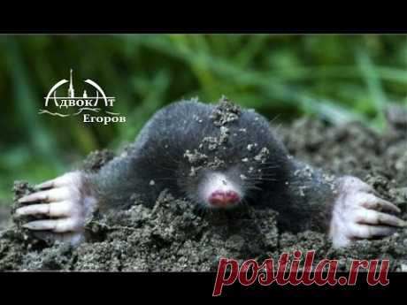 Как прогнать кротов глубинным вибратором