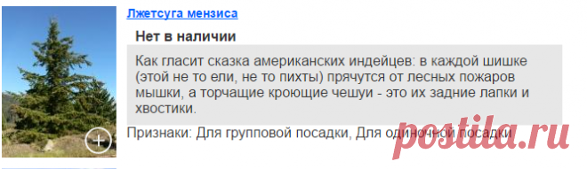 Лжетсуги. Продажа из питомника Россельхозпитомник