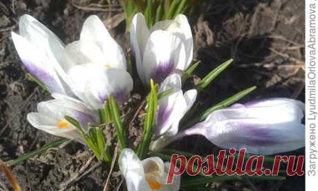 Закрой глаза… Рисуй со мной весну…