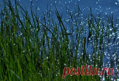 Обои трава, вода, блики на рабочий стол - картинки с раздела Природа