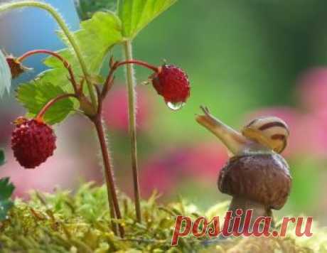30 сказочных фотографий улиток