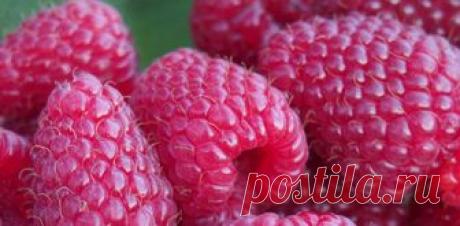 Выращивание ремонтантной малины в Подмосковье (Средней полосе)