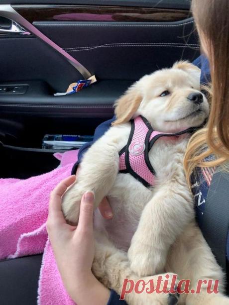 20 фото настолько милых золотистых ретриверов, что вам тут же захочется завести себе такое «золотце» Золотистый ретривер — это одна из самых популярных пород собак.
Они очень преданные, дружелюбные и красивые.
Но есть один недостаток — ретриверы все любят спать.
И этот недостаток они компенсируют своим обаянием и прекрасным настроением.
Ретриверы — очень умные собаки, которые могут стать отличными компаньонами и друзьями для всей семьи.
А еще они очень ласковые и добрые.
Их невозможно не любит…