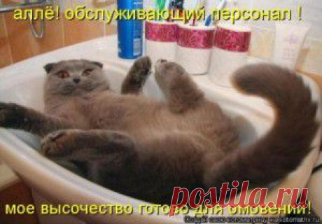 Сдаюсь!