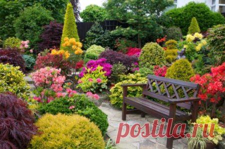 Многолетние неприхотливые садовые цветы, цветущие все лето: описание и фотографии