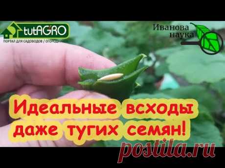 ДАЖЕ ТУГИЕ СЕМЕНА ПЕРЦА ПРОРАСТУТ МОМЕНТОМ! Очень простой способ проращивания семян мокрых и сухих.