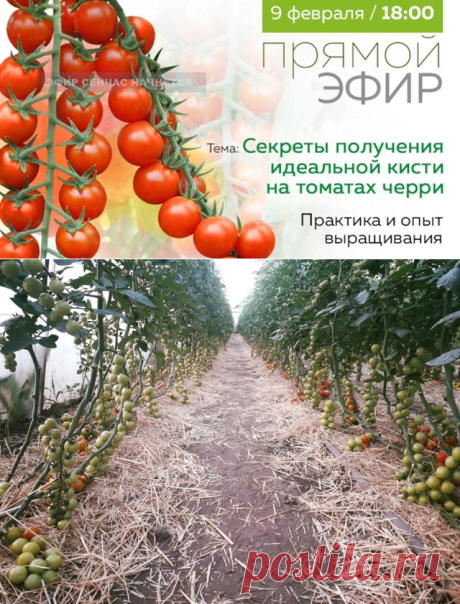 (17) Сакура Юкрейн - Видео