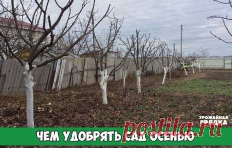 Чем удобрять сад осенью      
Для каждого растения своя подкормка. 
Чтобы деревья и кустарники хорошо перезимовали, осенью их надо 
хорошенько накормить. А поскольку требования у всех растений разные, для
каждого придется составлять отдельное меню. 
Яблони и груши 
Их нужно подкормить сразу после уборки урожая: 1,5 стакана суперфосфата и 
1 стакан сульфата калия. 
Вишня и черешня 
Эти деревца полезно удобрить в сентябре: 1 стакан суперфосфата и 3 ст. ложки сульфата калия. 
Смородина 
Этот к